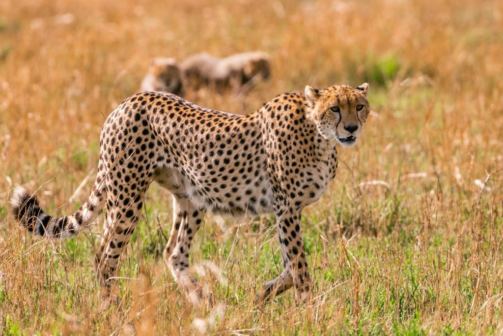 Kruger National Park