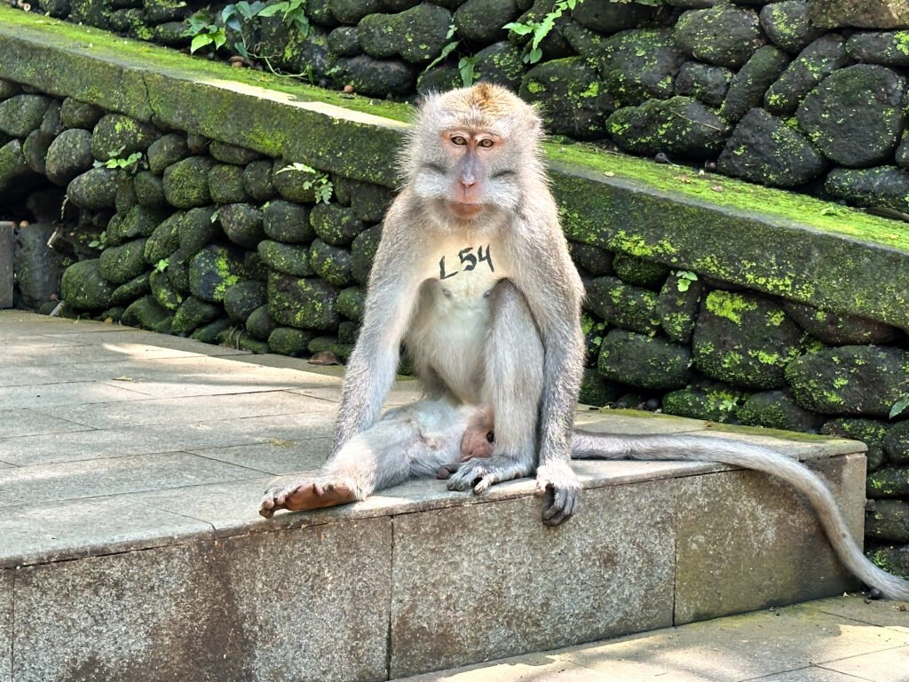 Ubut Monkey Forest