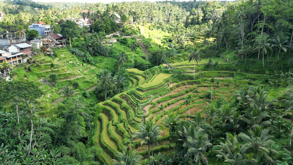 Tegallalang Rice Terraces